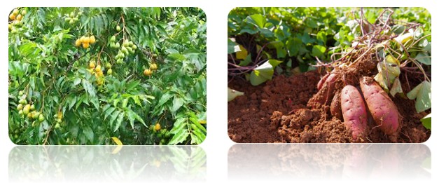 Capture d’écran 2025-10-28 100316